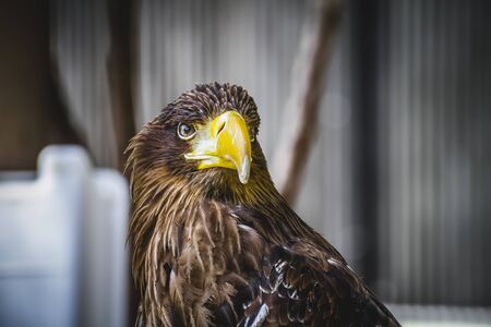 Spanish golden eagle in a medieval fair raptorsの写真素材