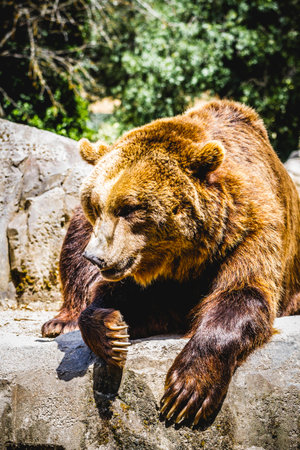 beautiful and furry brown bear, mammalの写真素材