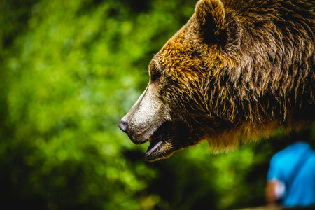 beautiful and furry brown bear, mammalの写真素材