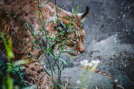 Iberian lynx chasing a birdの写真素材