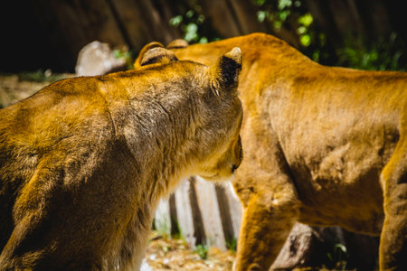lioness in a zoo parkの写真素材