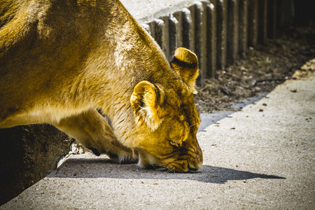 strength, lioness in a zoo parkの写真素材