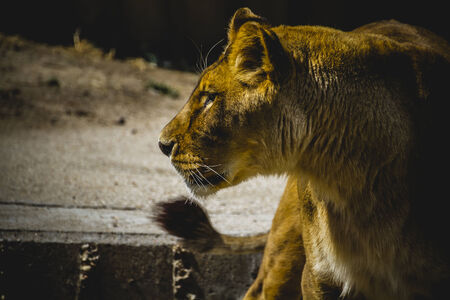 fur, lioness in a zoo parkの写真素材