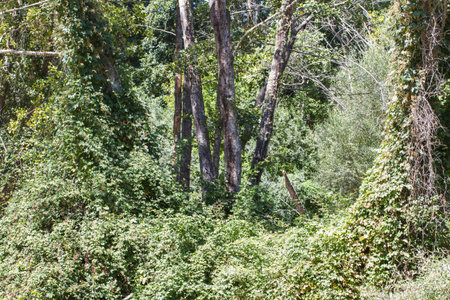 trees along the river alberche in Spain