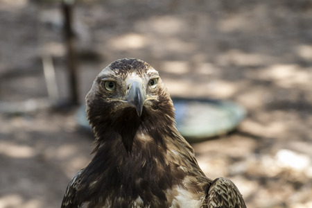 hunting, eagle brown plumage and pointed beakの写真素材