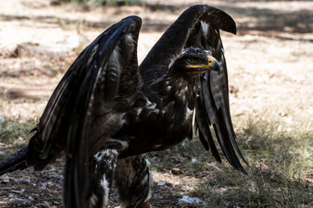 eagle brown plumage and pointed beakの写真素材
