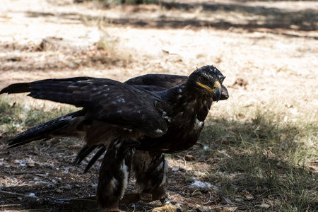 eagle brown plumage and pointed beak