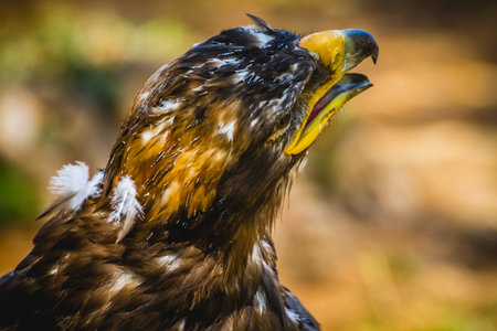 imperial eagle, head detail with beautiful plumage brown