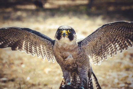 natural, peregrine falcon with open wings , bird of high speedの写真素材