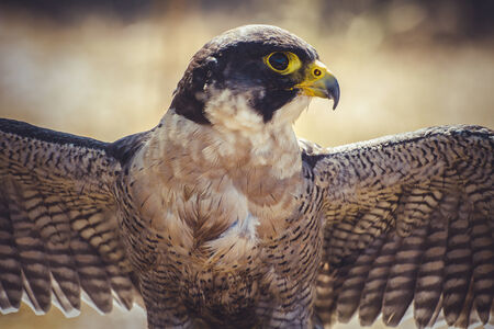 peregrine falcon with open wings , bird of high speedの写真素材