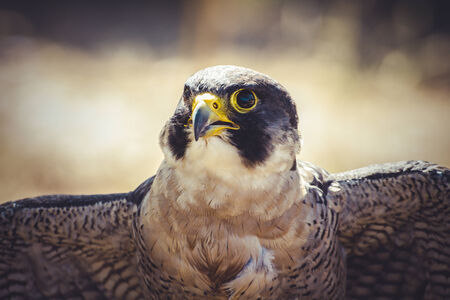 peregrine falcon with open wings , bird of high speedの写真素材