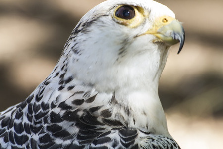 prey, beautiful white falcon with black and gray plumageの写真素材
