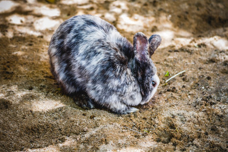 Spring, Rabbit, small mammal in a zoo park