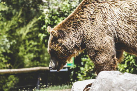 furry brown bearの写真素材