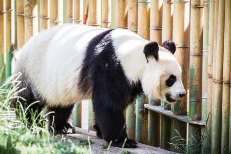 Beautiful breeding panda bear playing in a treeの写真素材