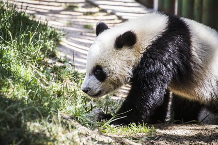 Beautiful breeding panda bear playing in a treeの写真素材