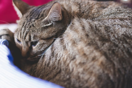 young common cat with soft skin