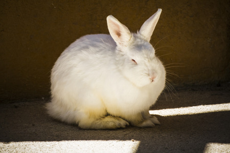 Fluffy Rabbit, small mammal in a zoo parkの写真素材