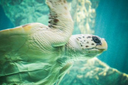 mediterranean, huge sea turtle underwater next to coral reefの写真素材