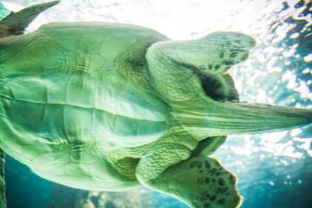 huge turtle swimming under the sea