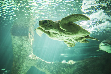huge turtle swimming under the seaの写真素材