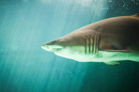 dangerous and huge shark swimming under sea