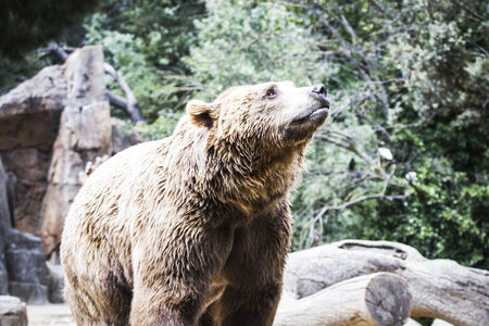 Predator, beautiful and furry brown bear, mammalの写真素材