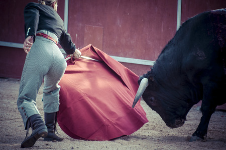 Fighting bull picture from Spain. Black bullの写真素材