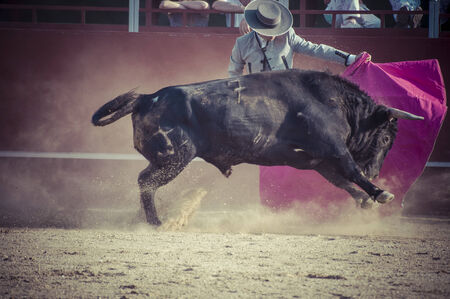 Fighting bull picture from Spain. Black bullのeditorial素材