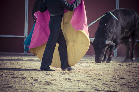 Fighting bull picture from Spain. Black bullの写真素材