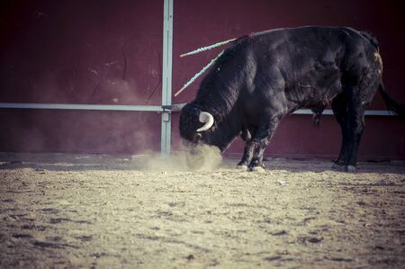 Entertainment, spectacle of bullfighting, where a bull fighting a bullfighter Spanish traditionの写真素材