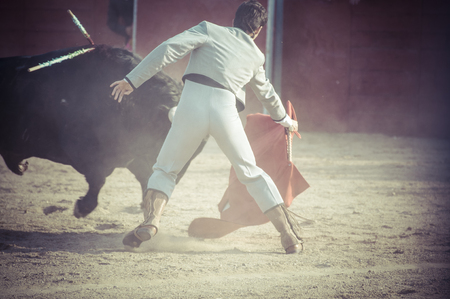 Fighting bull picture from Spain. Black bullのeditorial素材