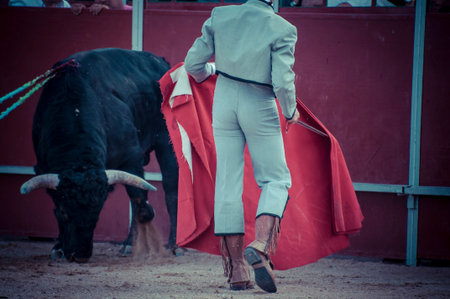 Fighting bull picture from Spain. Black bullの写真素材