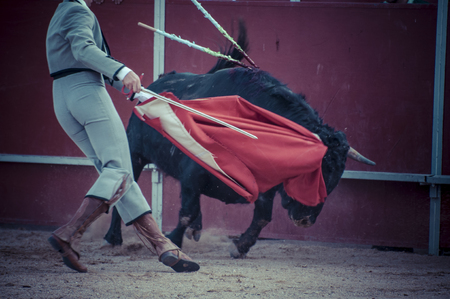 Fighting bull picture from Spain. Black bullの写真素材