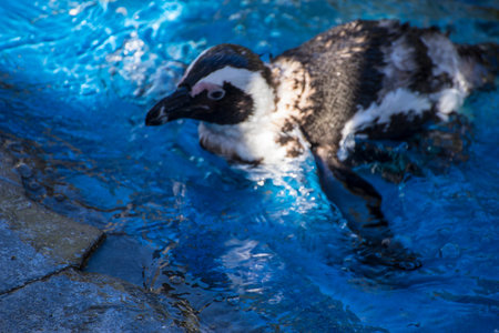 beautiful and funny penguin sun in a peer groupの写真素材