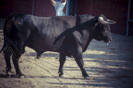Courage, spectacle of bullfighting, where a bull fighting a bullfighter Spanish traditionの写真素材