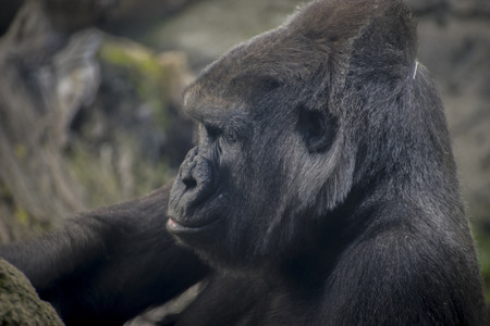 huge and powerful gorilla, natural environmentの写真素材