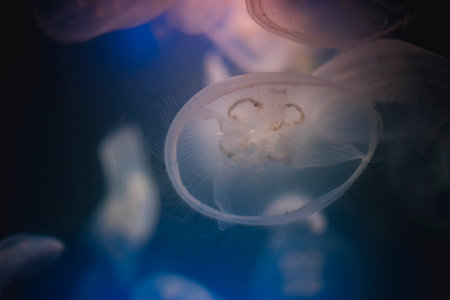 Jellyfish into deep blue water