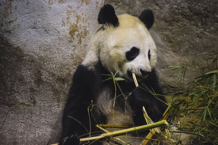 Panda bear eating bambooの写真素材