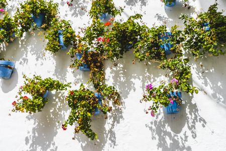 potted plants and flowers on the streets of Marbella, Malaga Spainの写真素材