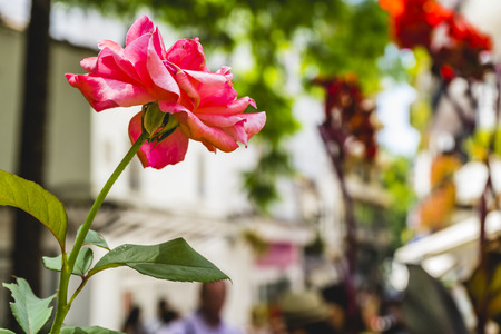 potted plants and flowers on the streets of Marbella, Malaga Spainの写真素材