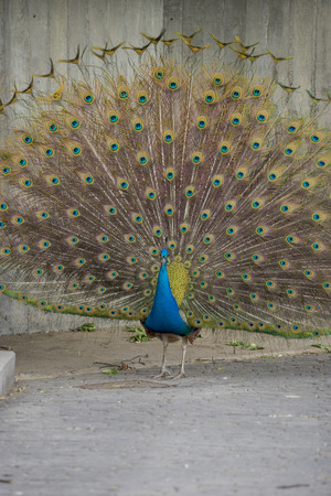 peacock feathers with huge openの写真素材