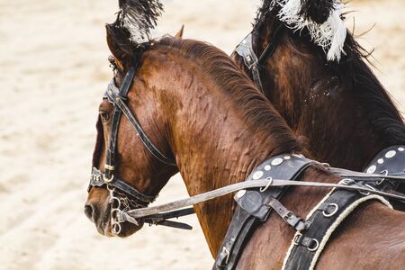 Roman chariots in the circus arena, fighting warriors and horsesの写真素材