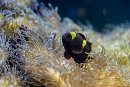 beautiful clownfish in coral bank in the seaの写真素材