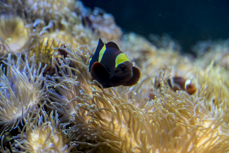 clownfish in coral bank in the seaの写真素材