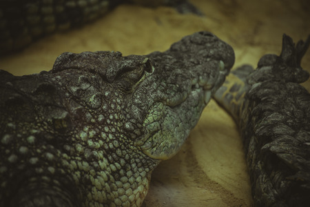 brown alligator resting on the sand beside a riverの写真素材