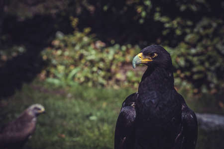 Black eagleの写真素材