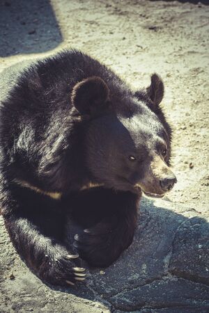 Black bearの写真素材