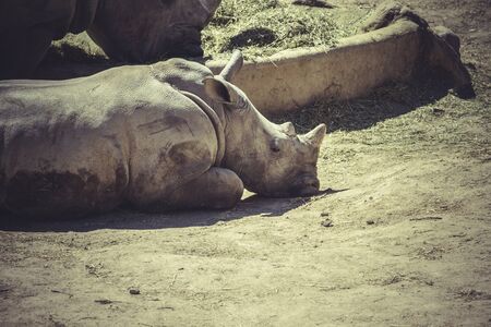 White rhino (Ceratotherium simum)の写真素材