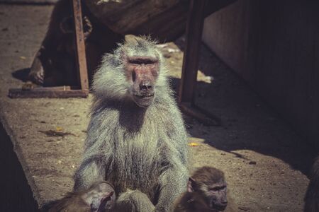 Baboon (Papio hamadryas ursinus), maleの写真素材